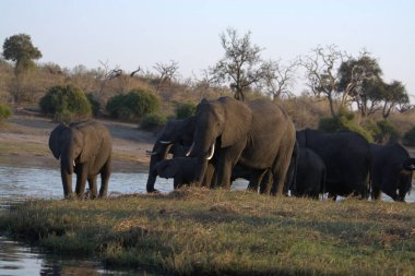 Parktaki Afrika filleri