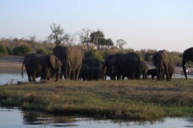 Nehirdeki su birikintisinde fil ailesi