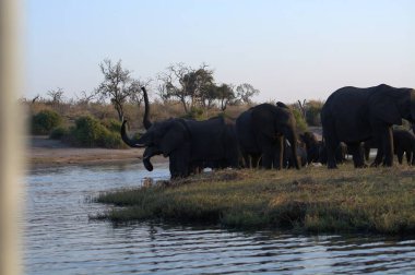 Afrika filleri ziyarette200