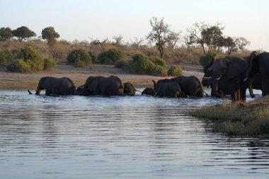 Afrika filleri Etoşa Ulusal Parkı 'ndaki bir su çukurunda