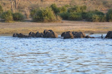 Afrika fili nehirde yüzüyor.