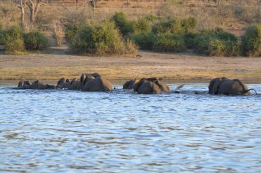 Sudaki Afrika filleri