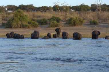 Büyük bir Afrika fili Chobe Nehri 'nde, Chobe Ulusal Parkı' nda, Botswana 'da.