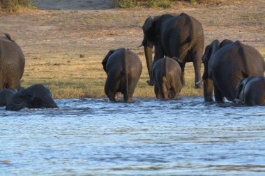 Nehre Afrika filleri