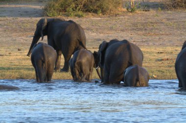 Nehre Afrika filleri