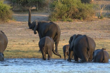 Afrika fili Güney Afrika 'daki Kruger Park' ta.