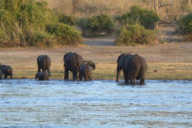 Loxodonafricana Ulusal Parkı 'ndaki Afrika filleri, Loxodonta Nehri, Güney Afrika