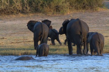 Afrika fili, Kruger Parkı