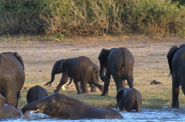 Nehirde oynarken filler