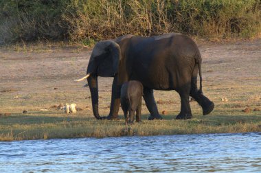 Suda yürüyen bir fil sürüsü.