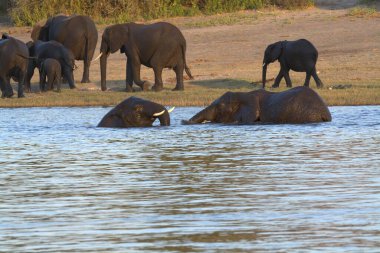 Afrika 'da vahşi yaşam filleri suda.