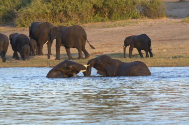 Afrika filleri gün batımında su birikintisinde