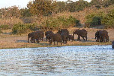 Sudaki bir filin güzel manzarası.