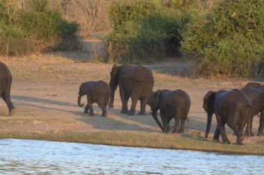Nehir kıyısındaki Afrika filleri