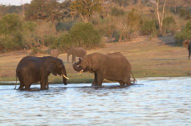 Afrika 'nın vahşi ormanlarında filler.