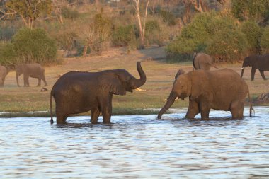 Suda bir fil sürüsü