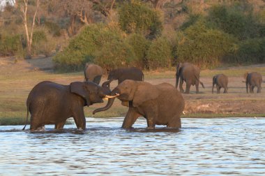 Afrikalı vahşi fil ailesi