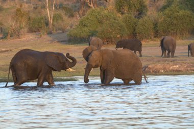 kruger national Park fil