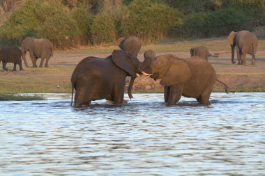 Afrika fili, Loxodonta Africana, suda yıkanma, Güney Afrika 'daki Kruger Ulusal Parkı..