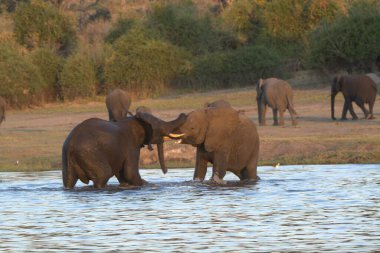 Zimbabwe 'deki nehirdeki filler.