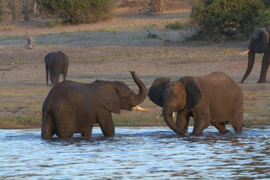 Vahşi Afrika filleri.