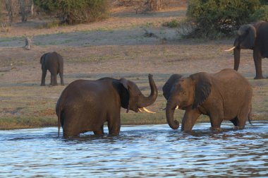 Afrika fili sudan su içiyor.