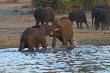 Güney Afrika 'daki Kruger Ulusal Parkı' nda Afrika fili
