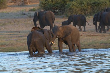 Nehirde bir grup fil