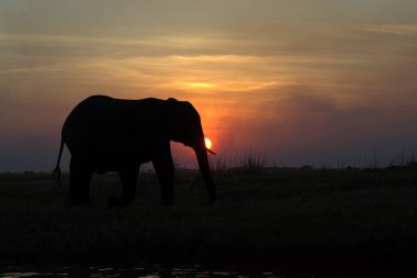 Sabah ışığında fil.