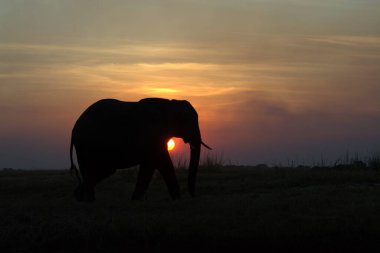 Günbatımında Afrika fili