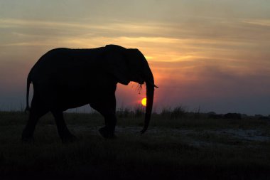 Parkta gün batımında Afrika fili