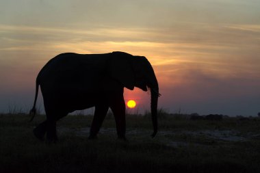 Şafakta Afrika fili