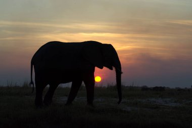 Güney Afrika 'da sabah ışığında büyük filli bir Afrika fili..