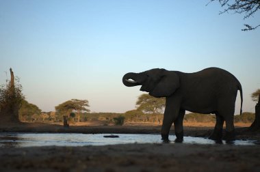 Afrika savanasındaki filler