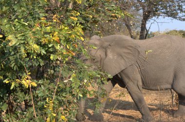 Afrika Hayvanı, vahşi savanadaki zebra yavrusu.