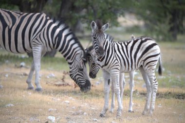Afrika Hayvanı, vahşi savanadaki zebra yavrusu.
