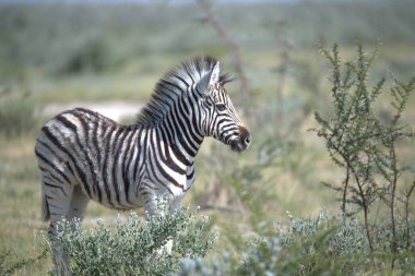 Afrika Hayvanı, açık çayırlarda yürüyen zebra grubu.