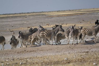 Afrika Hayvanı, açık çayırlarda yürüyen zebra grubu.