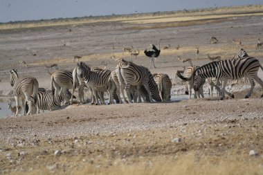Afrika Hayvanı, açık çayırlarda yürüyen zebra grubu.
