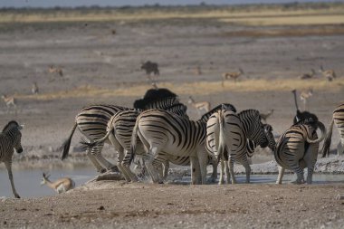 Afrika Hayvanı, açık çayırlarda yürüyen zebra grubu.