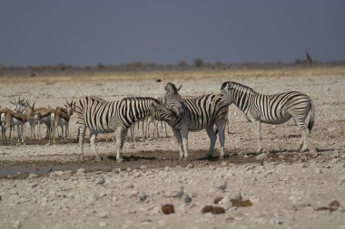 Afrika Hayvanı, açık çayırlarda yürüyen zebra grubu.