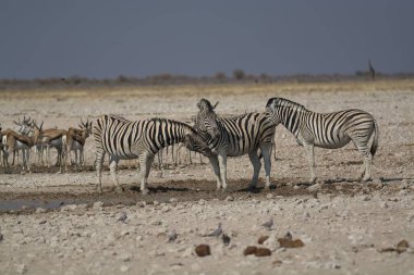 Afrika Hayvanı, açık çayırlarda yürüyen zebra grubu.