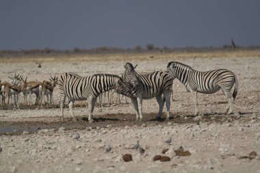 Afrika Hayvanı, açık çayırlarda yürüyen zebra grubu.