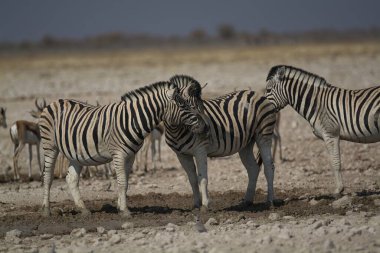 Afrika Hayvanı, açık çayırlarda yürüyen zebra grubu.