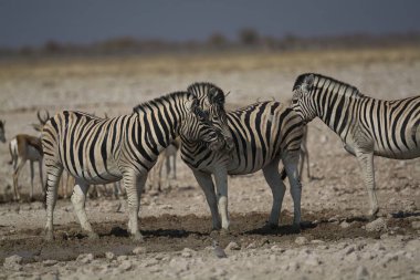 Afrika Hayvanı, açık çayırlarda yürüyen zebra grubu.