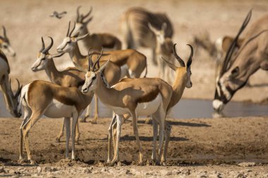 Afrika Hayvanı, açık çayırlarda yürüyen zebra grubu.