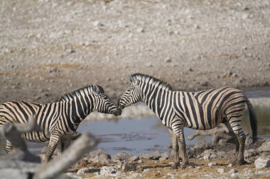 Afrika Hayvanı, açık çayırlarda yürüyen zebra grubu.
