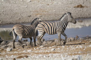 Afrika Hayvanı, açık çayırlarda yürüyen zebra grubu.