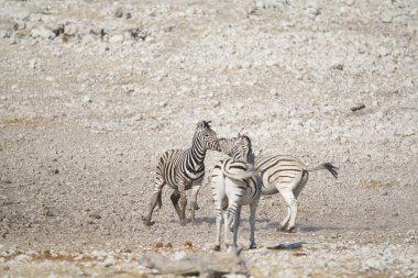 Afrika Hayvanı, açık çayırlarda yürüyen zebra grubu.