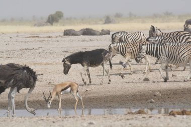 Afrika Hayvanı, açık çayırlarda yürüyen zebra grubu.